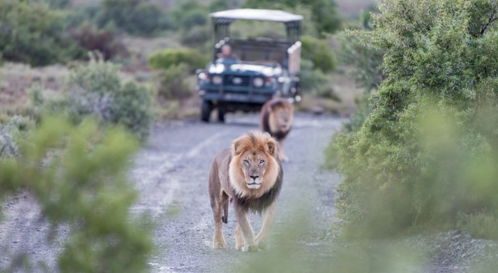 Luxury Travel Safari