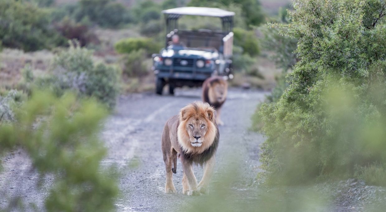 Luxury-travel-safari Luxury Travel Safari