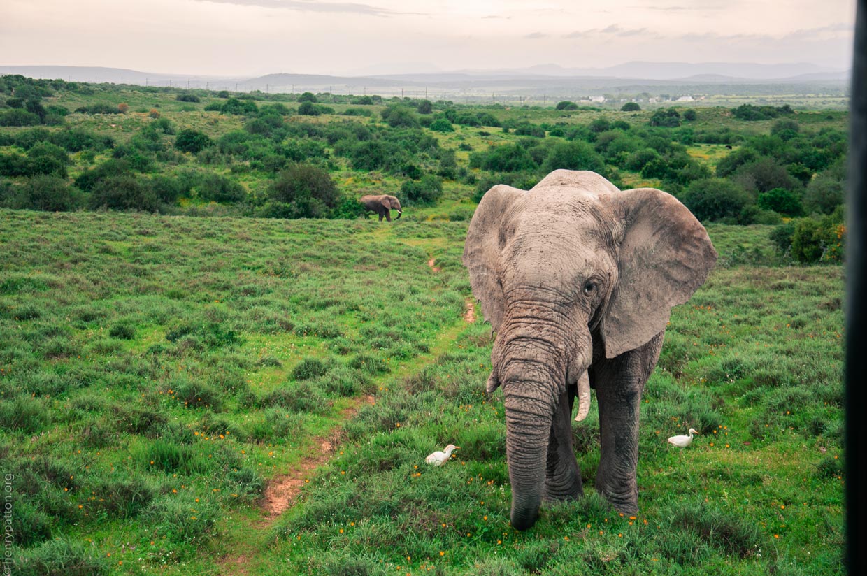 Addo-Elephant-Park-Eastern-Cape Addo Park