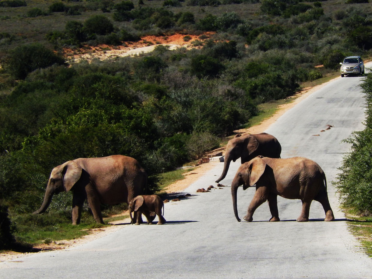 Addo-Elephant-Park Addo Park