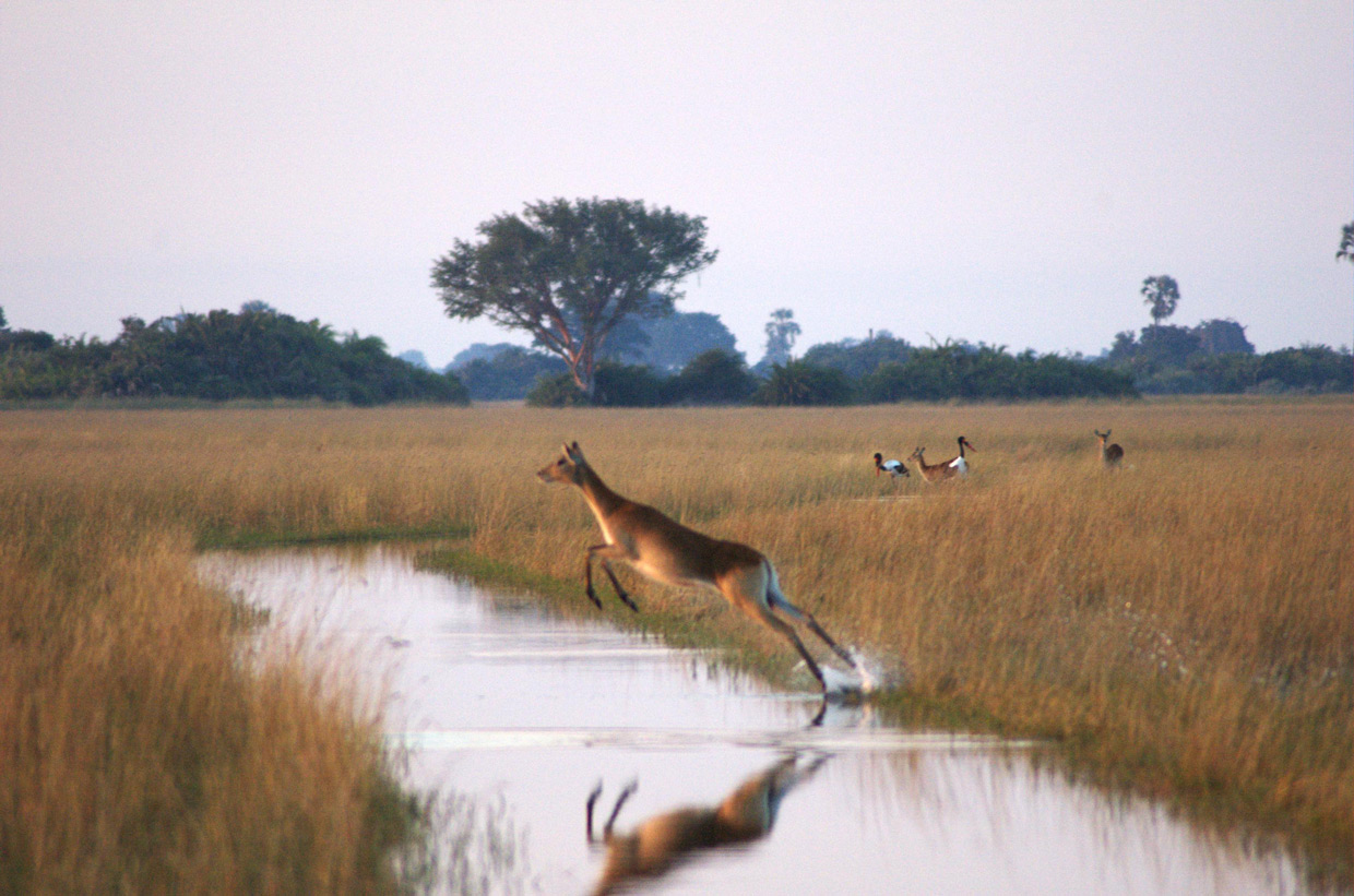 Botswana-Delta-female-Lechwe Botswana Delta
