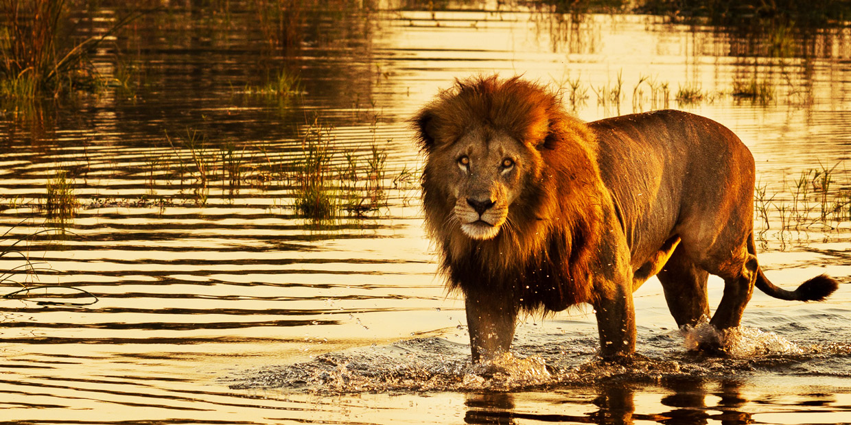 Botswana-Delta-male-lion Botswana Delta Okavango