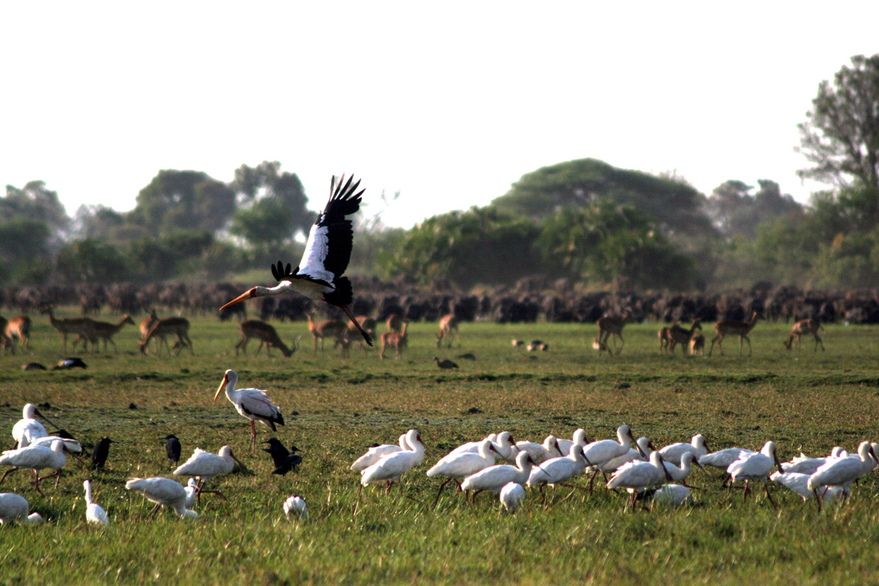 Botswana-Okavango-Delta-Birdwatching Botswana Delta Okavango