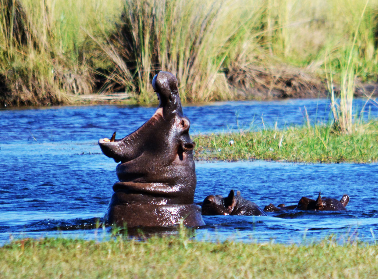 Botswana-Okavango-Delta-Ippopotami Botswana Delta Okavango