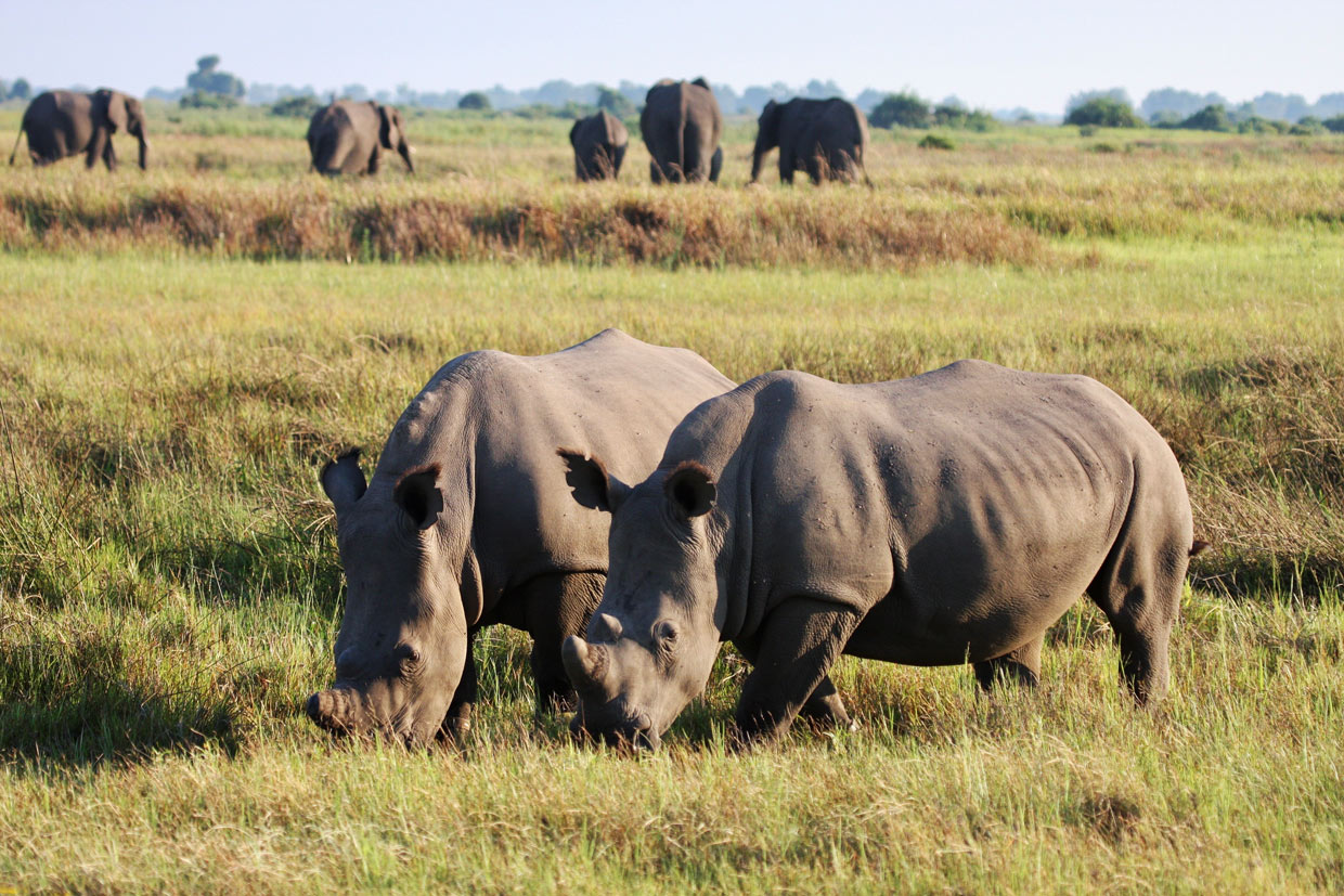 Botswana-Moremi-Reserve Botswana Moremi Reserve