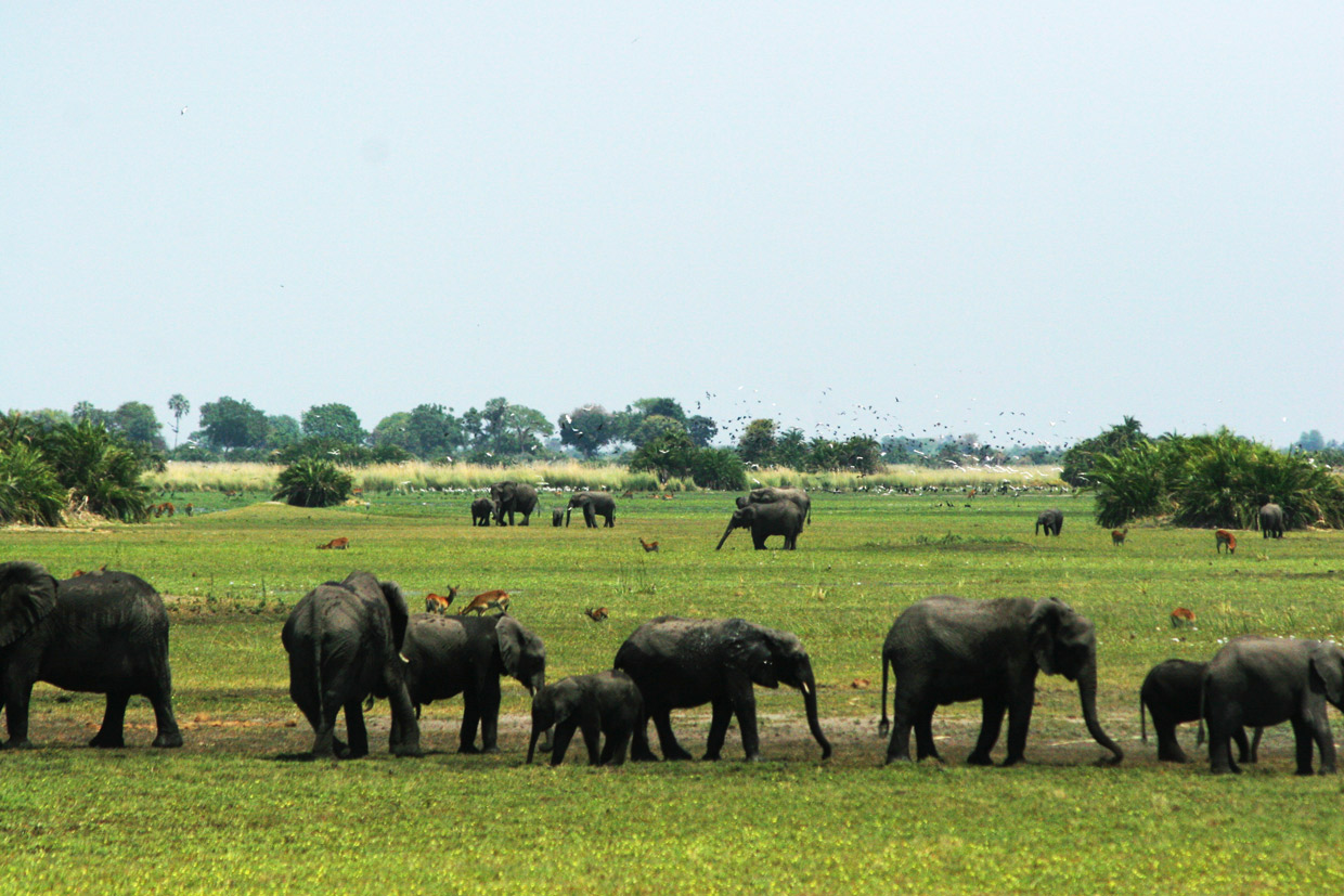 Botswana-delta-Elefanti Botswana Delta