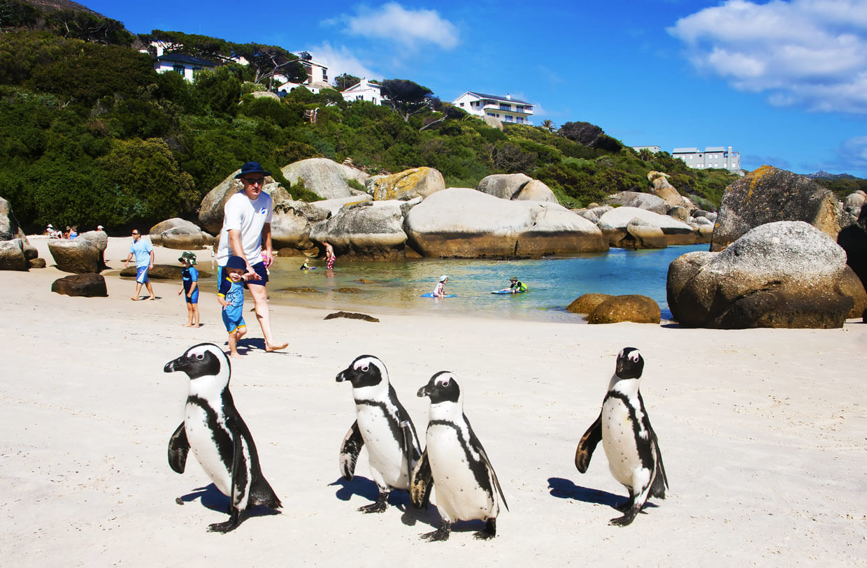 Boulder’s-Beach-Cape-Town Boulder's Beach