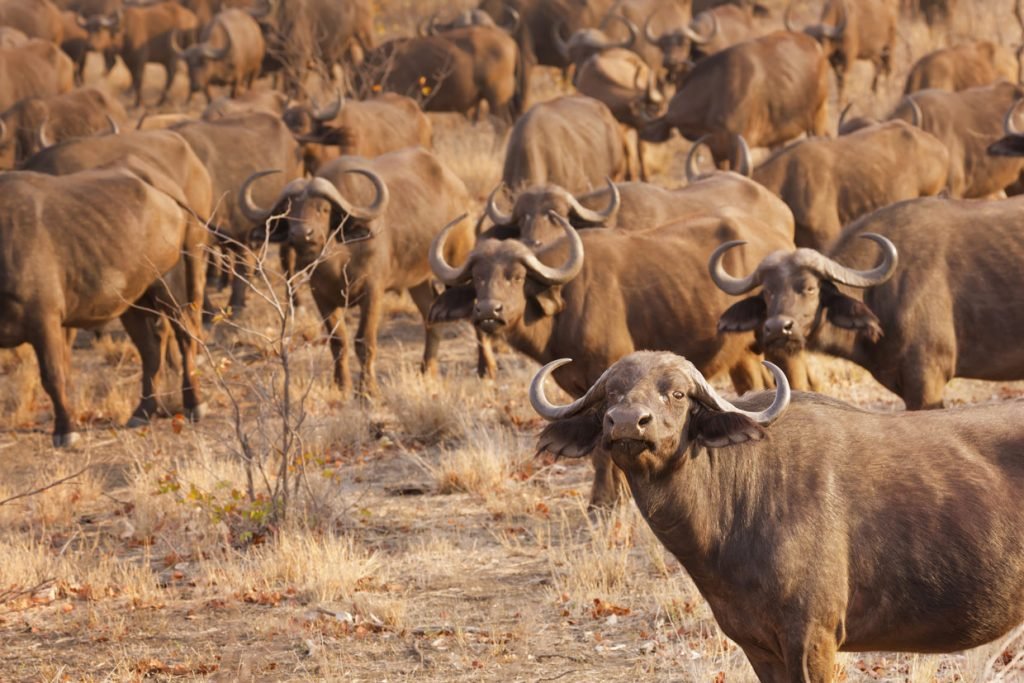 Kruger national park