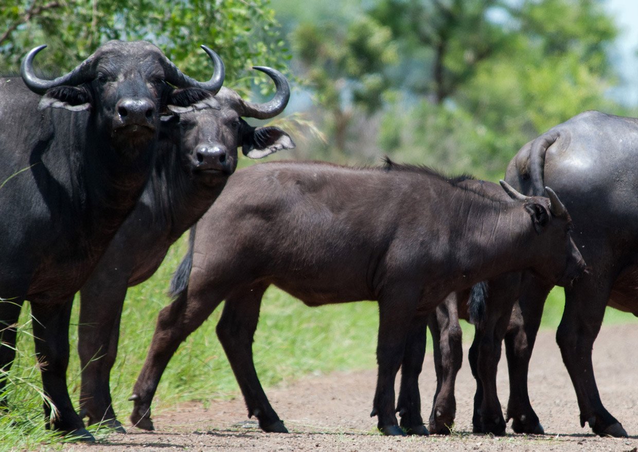 Bufali-Safari-time Bufali