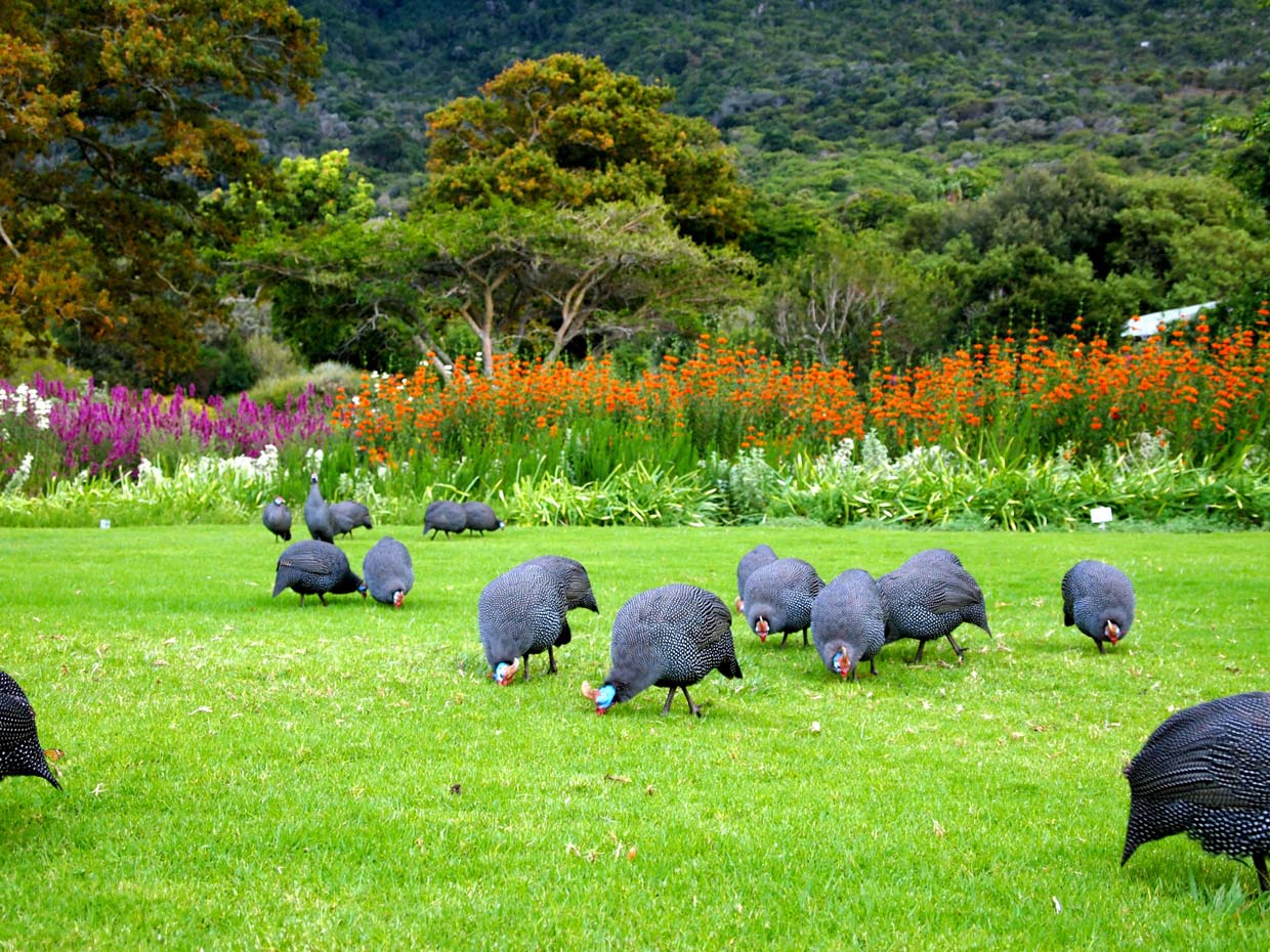 Cape-Town-Botanical-Garden Cape Town Kirstenbosch
