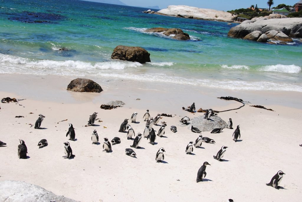Cape Town Pinguini