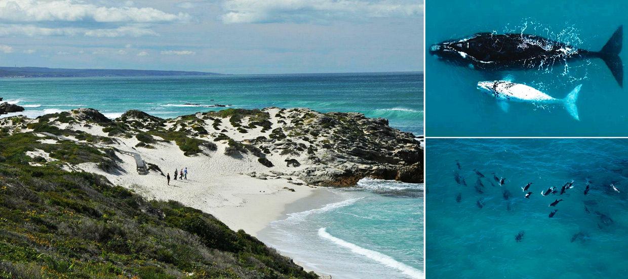 De-Hoop-Whale-Watching De Hoop