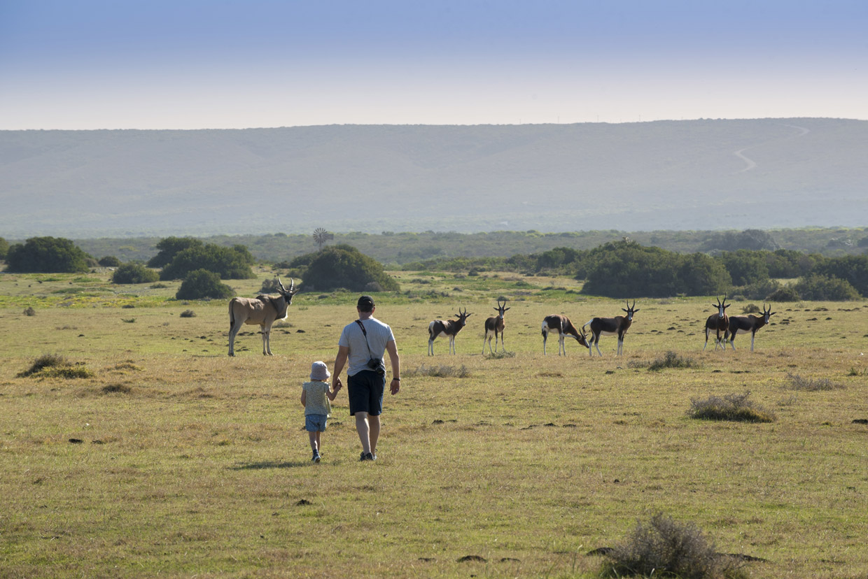 De-hoop-eland De Hoop Nature Reserve