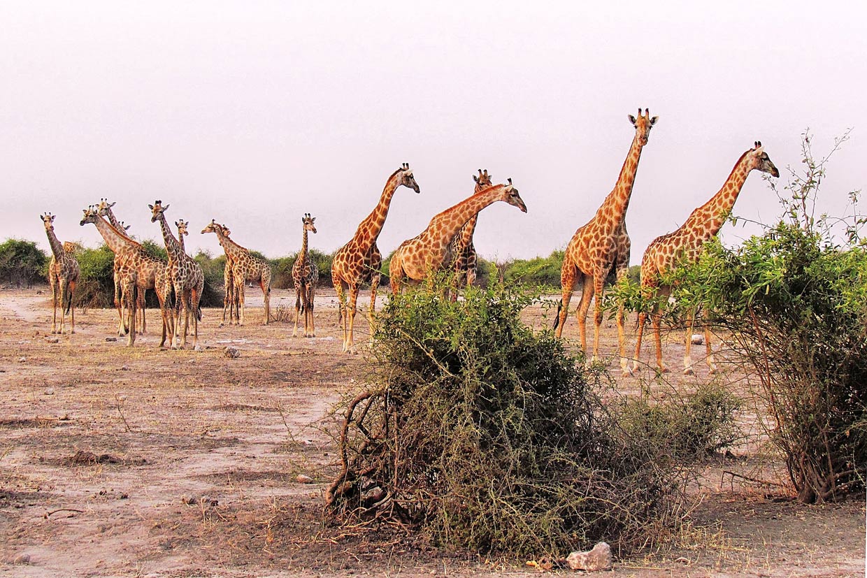 Giraffe-Safari Giraffe Safari