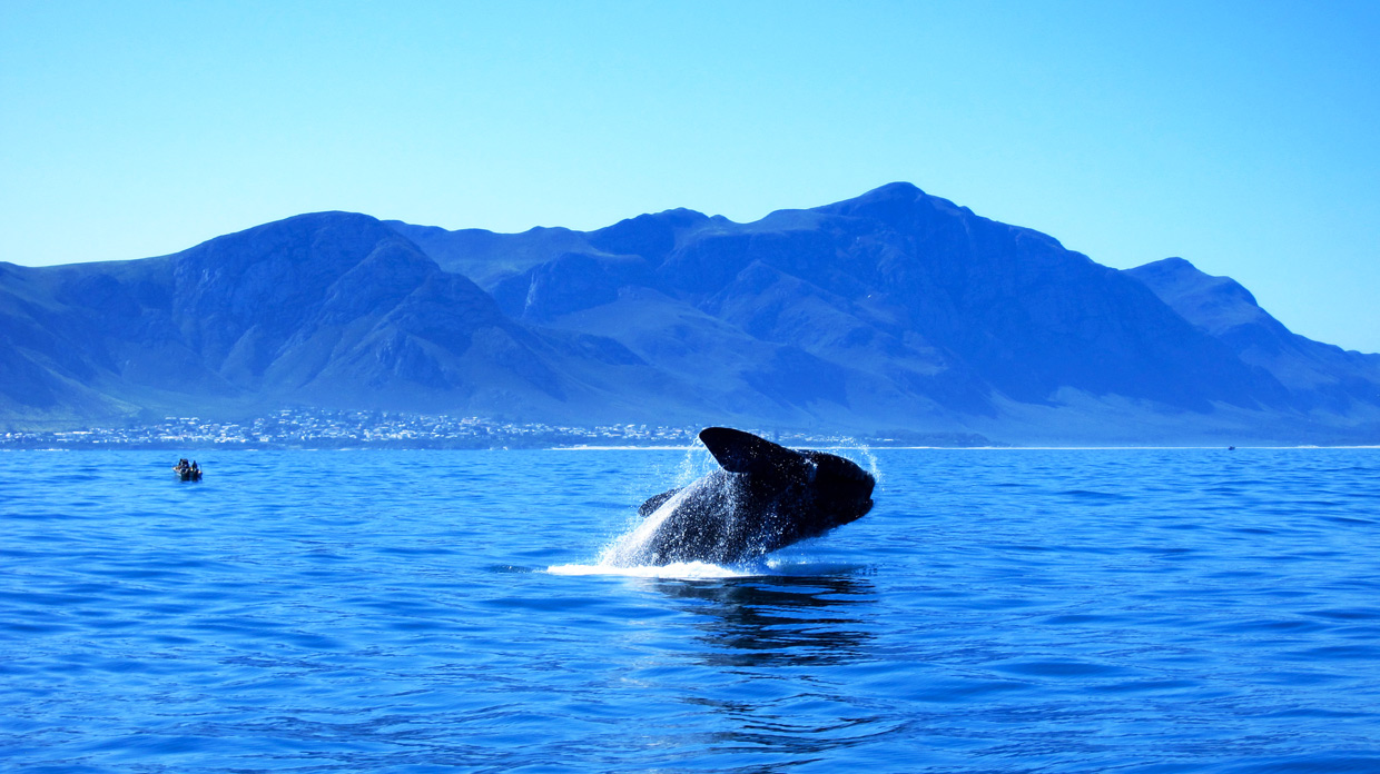Hermanus-Whale-Watching Hermanus Whale Watching