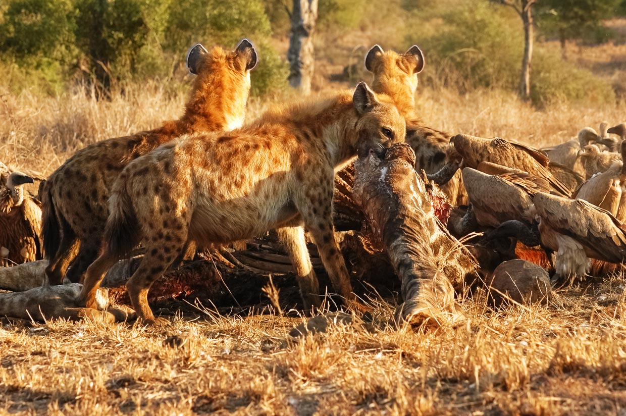 Iene-caccia-Kruger-Park Kruger national park