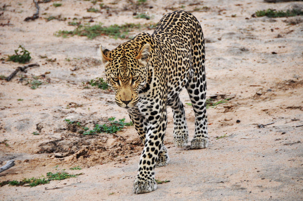 Klaserie-Game-Reserve-Leopard Klaserie