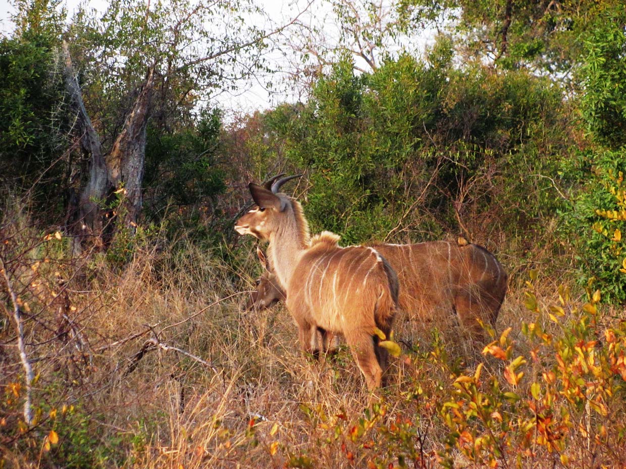 Klaserie-Game-reserve-Kudus Klaserie