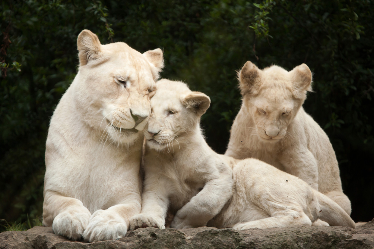 Klaserie-White-lions Klaserie