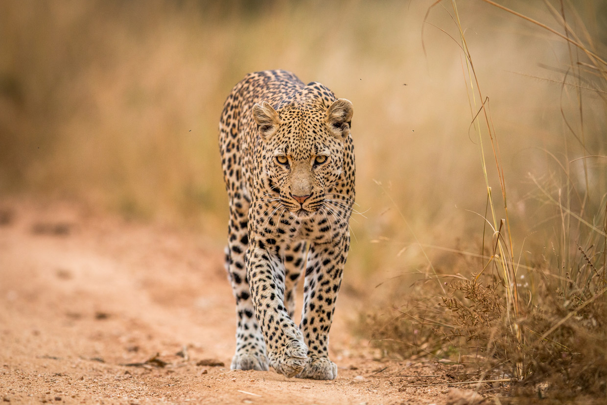 Leopardo-Elephant-Game-Lodge Elephant Game Lodge