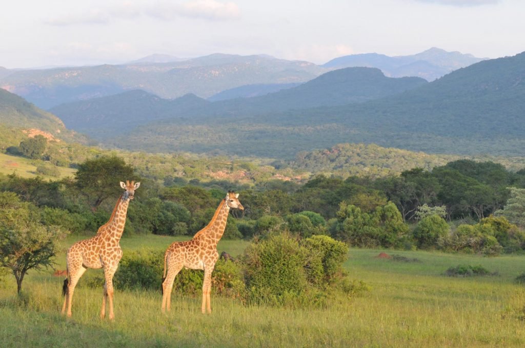 Leshiba Wilderness