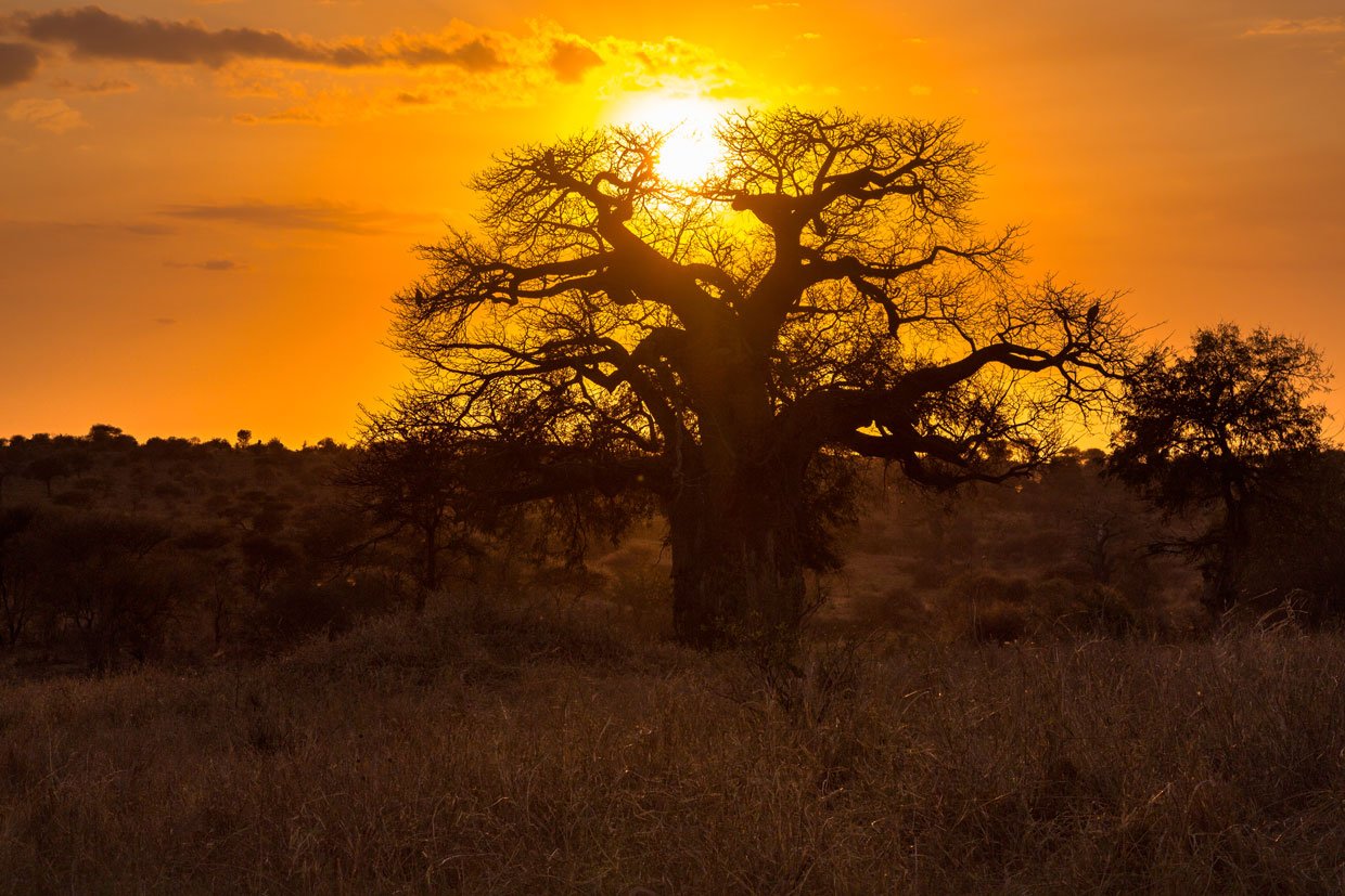 Mashatu-Baobab-Tree-Botswana Mashatu Tuli Block