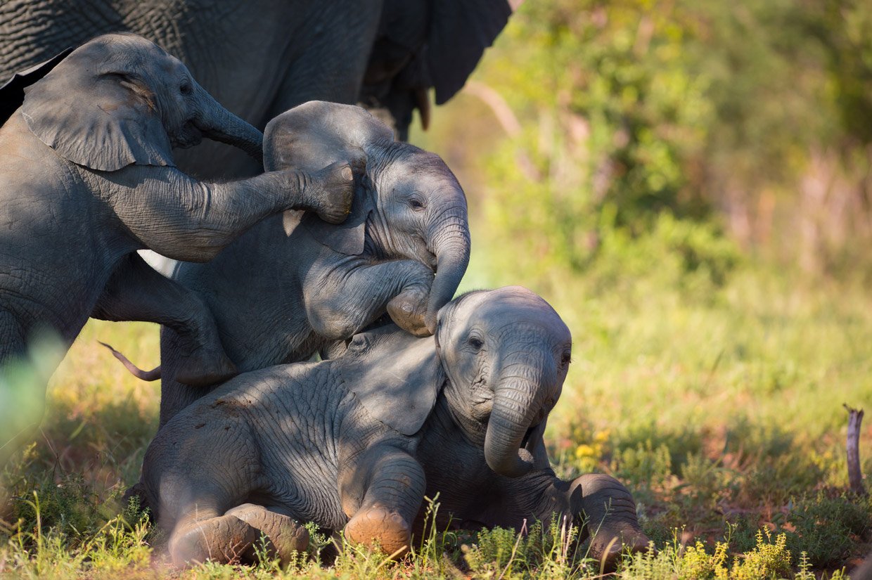 Piccoli-Elefanti-giocano-nel-Bush-Thornybush Piccoli Elefanti Thornybush
