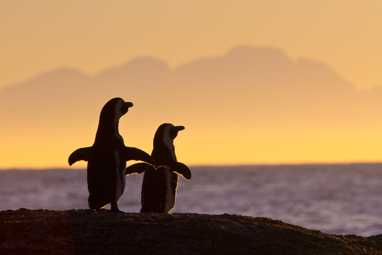 Pinguini-Africani Boulder's Beach Cape Town