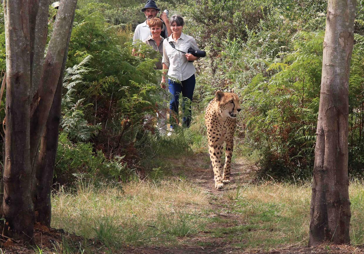 Tenikwa-Cheetah-Walk Tenikwa Wildlife