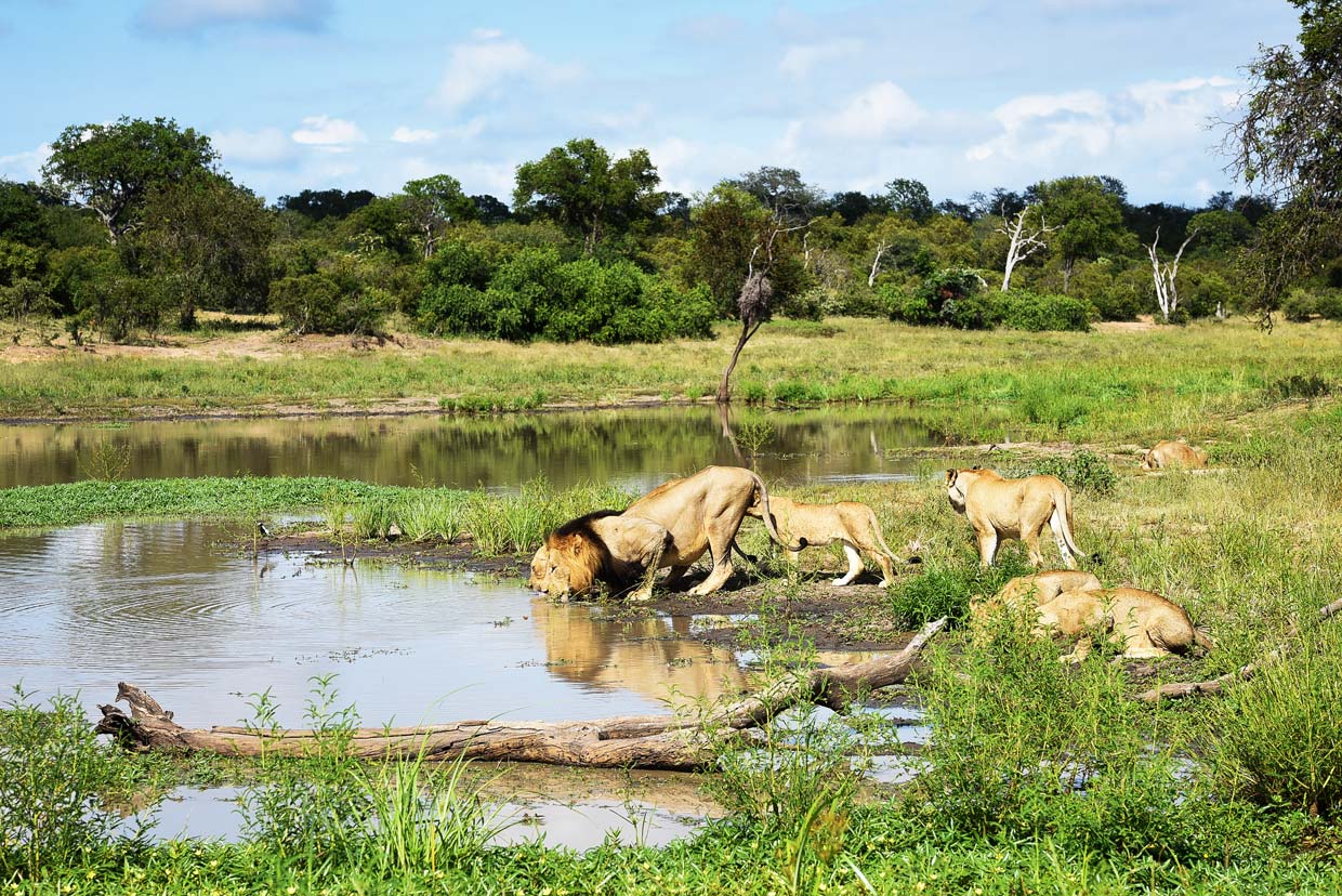 Thornybush-Private-Nature-Reserve Leoni di Thornybush