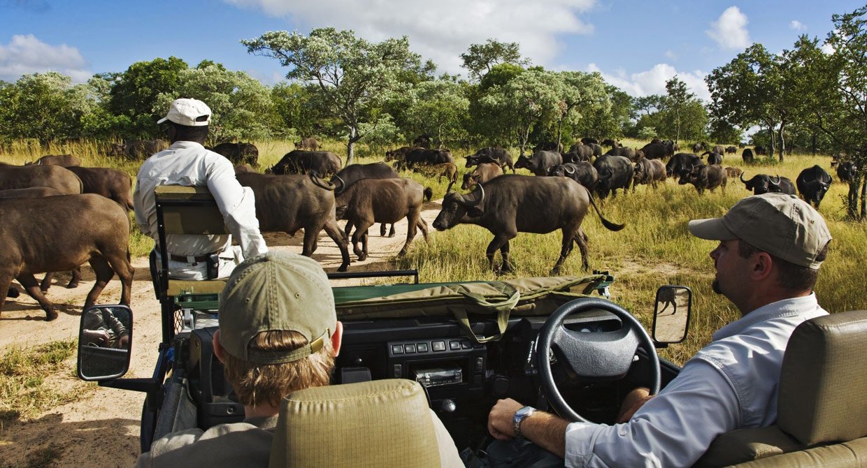 Thornybush-safari-time Thornybush Safari Time