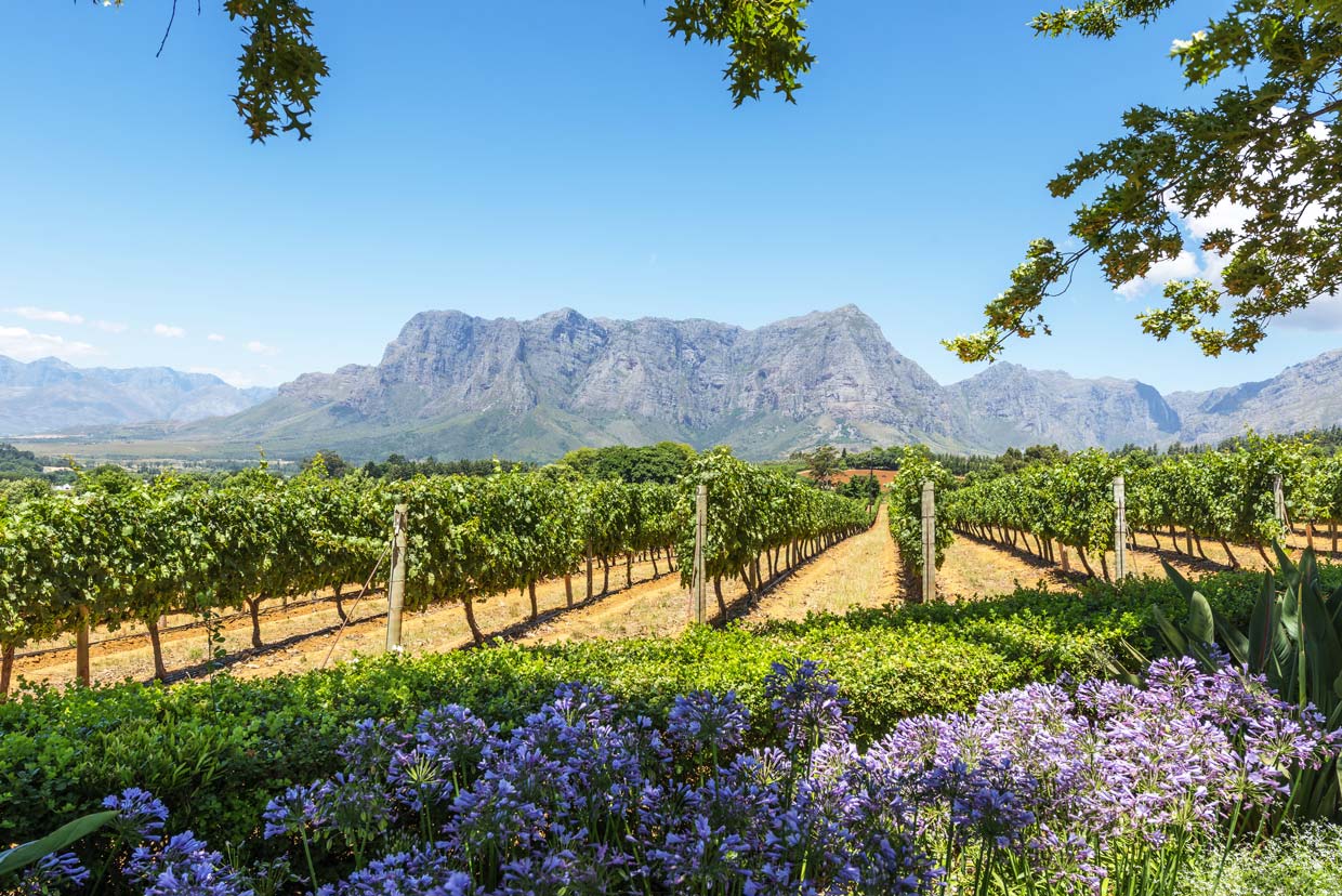 Wine-Lands-Cape-Area Winelands Cape Town
