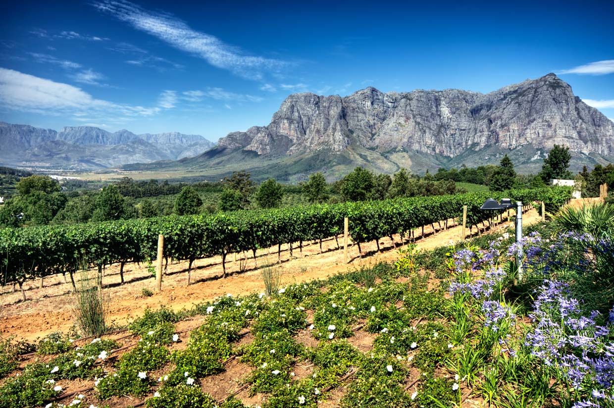 Wine-Lands-Cape Winelands