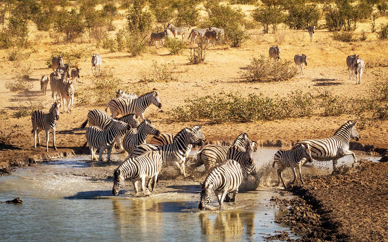 Zebre-Safari-Thornybush Thornybush