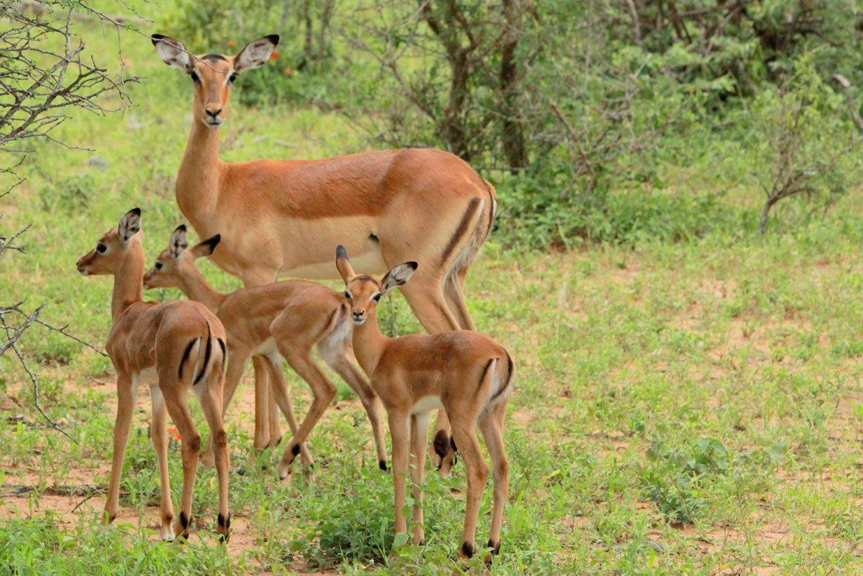 baby-impala-Thornybush Thornybush Impala