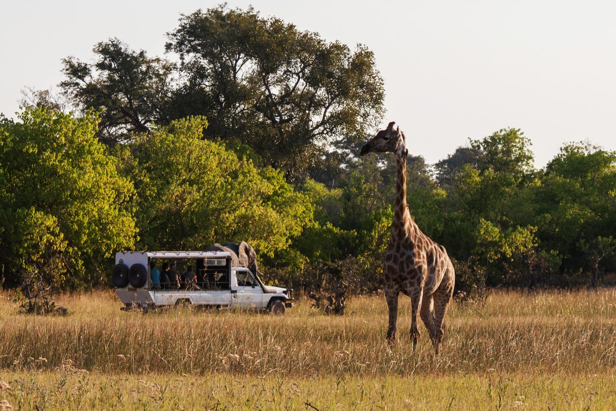 botswana-Moremi-Reserve-Safari Botswana Moremi Game Reserve