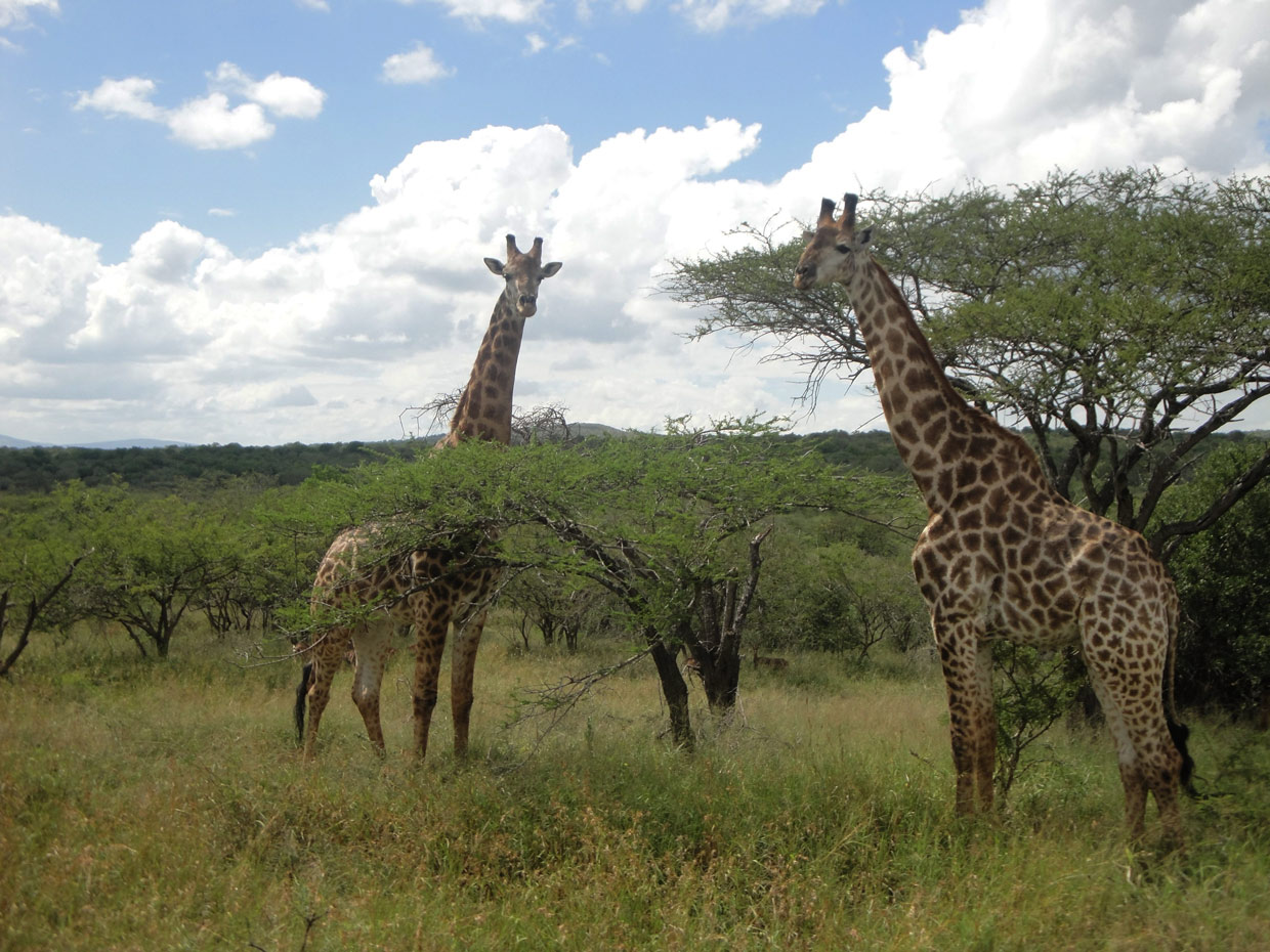 hluhluwe-imfolozi-park-giraffe Giraffe Hluhluwe park