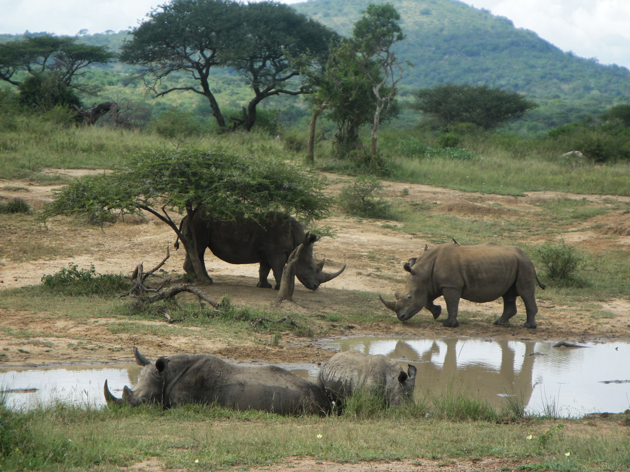hluhluwe-imfolozi-park Rinoceronti Hluhluwe