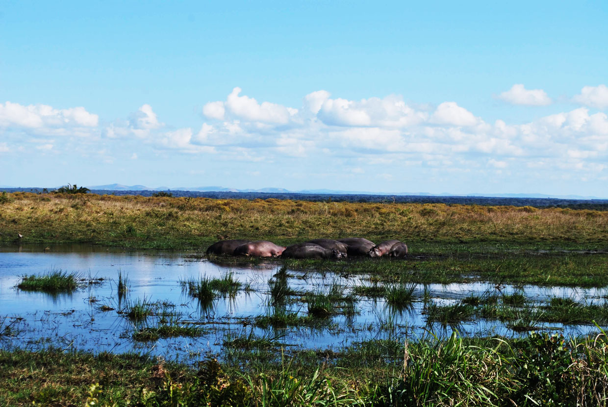 iSimangaliso-wetland Ippopotami Isimangaliso