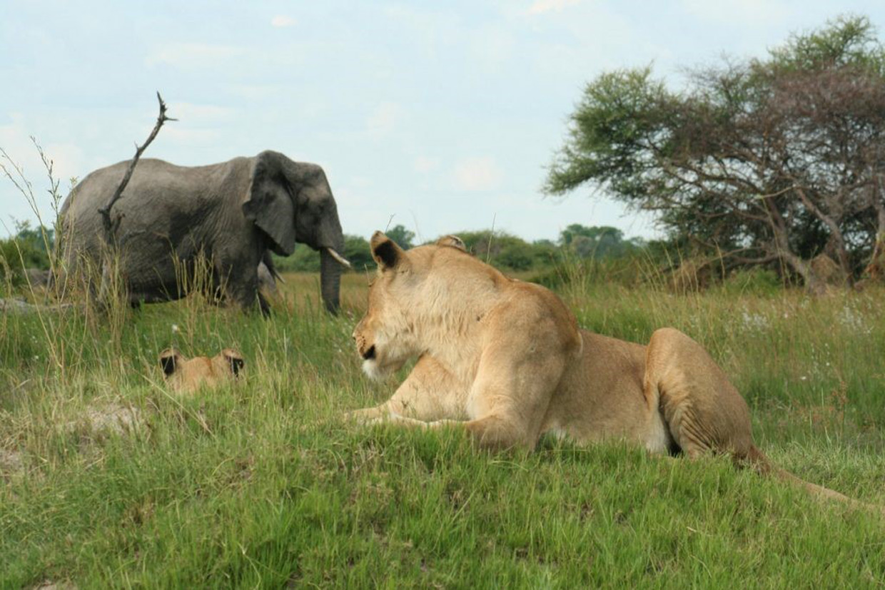 Botswana-Moremi-Game-Reserve-Lions Botswana Morami