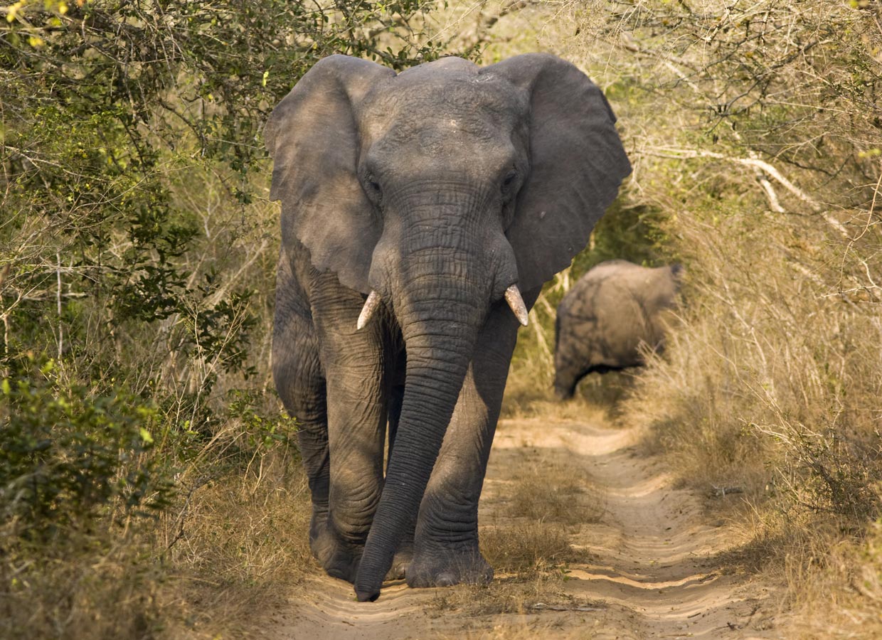 Elephant-Game-Lodge-Elefante Elephant Game Lodge