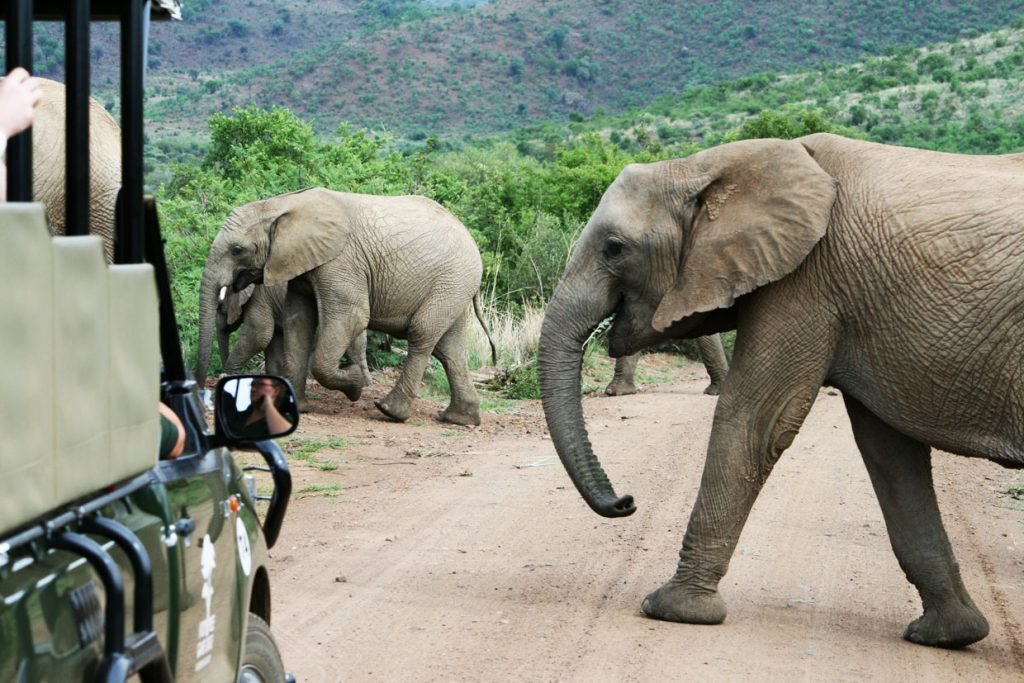 Kruger Park