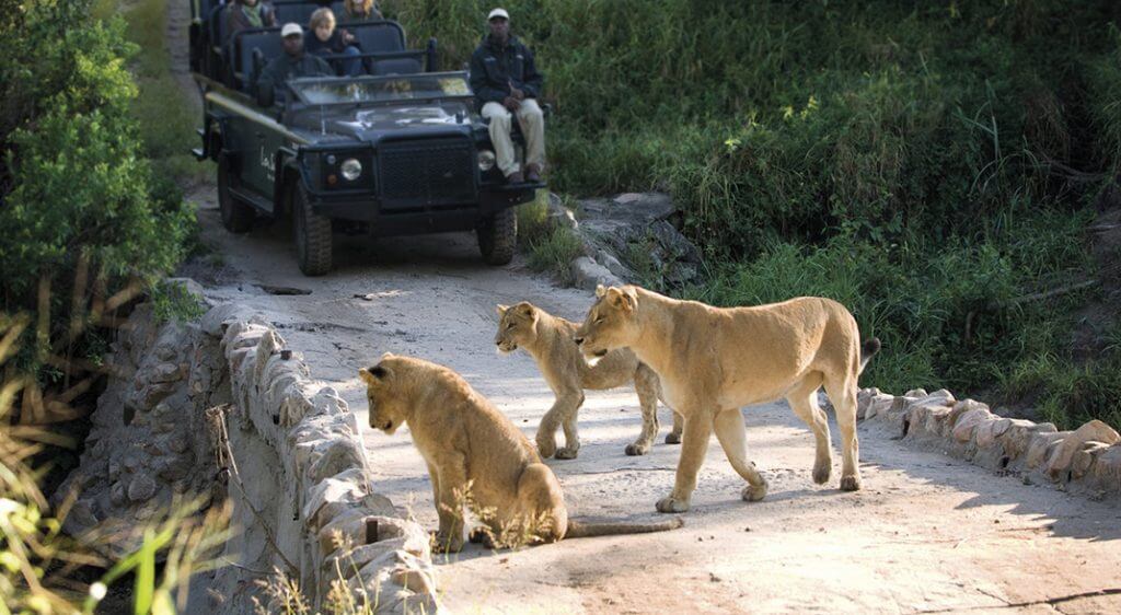 Safari Sabi Sands