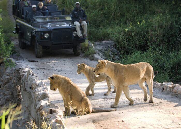 Safari Sabi Sands