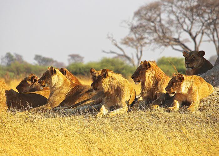 Safari in Kruger