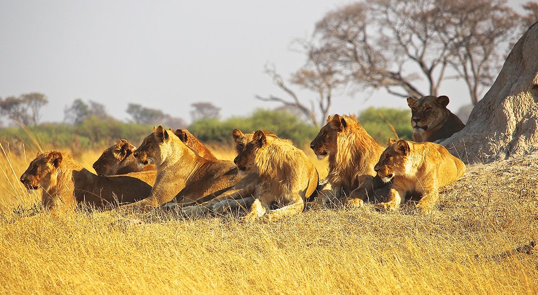Safari in Kruger