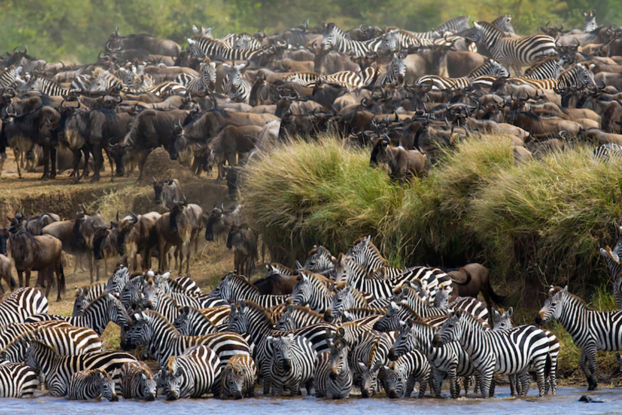 Tanzania-Serengeti-Explorer-Camp-Migration Tanzania Serengeti Explorer Camp