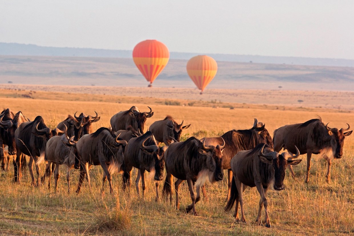 Tanzania-Serengeti-Explorer-Camp-Wildebeest-Hot-Air-Balloons Tanzania Serengeti Explorer Camp