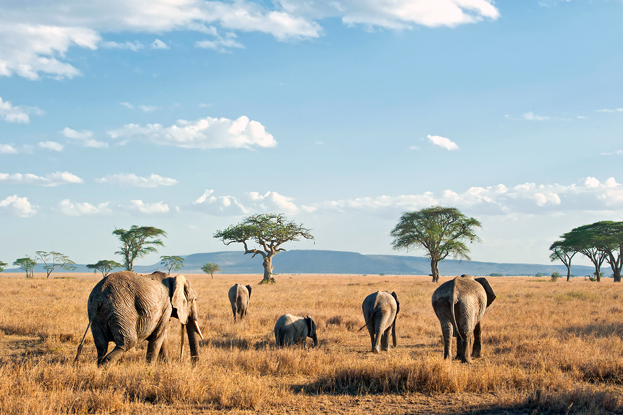 Tanzania-Serengeti-Savana-Elefanti Tanzania Serengeti Elefanti