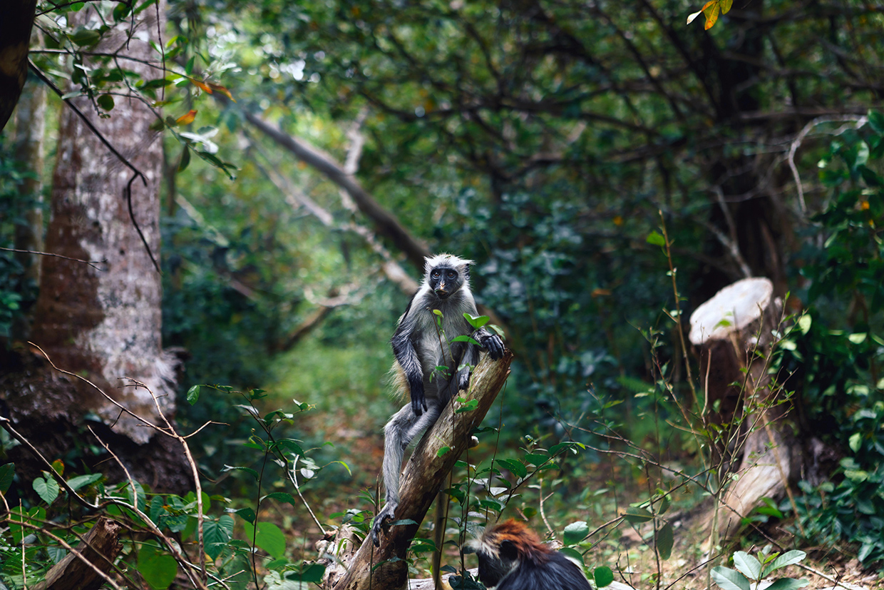 Zanzibar-Foresta-Tropicale-Colobus-Scimmia-Rossa Zanzibar Foresta